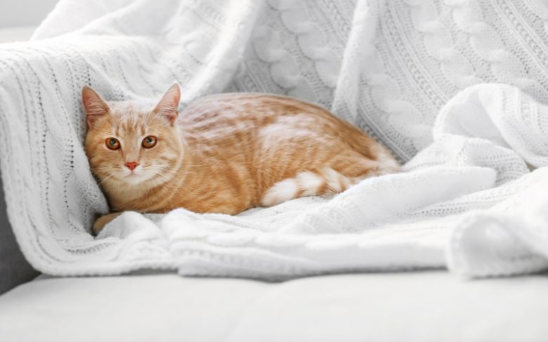 un chat qui se prélasse sur un canapé à la housse en microfibre 